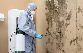 Professional Mold Removal Services in Menlo Park, CA